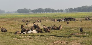 गिद्धाको बथान