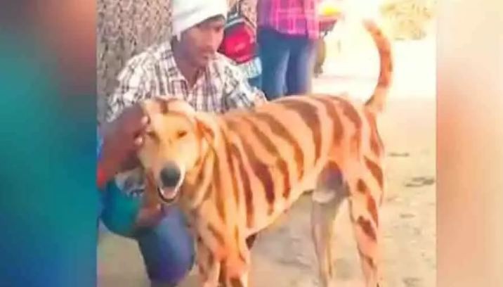 बाघजस्तै कुुकुर, गर्छ यस्तो काम