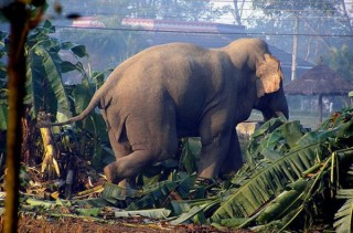 हातीले चौपट मच्चायो, दुई दर्जन घर भत्कायो, ढुकुटीको अन्न खाइदियो