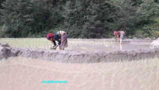 खोटाङमा धान रोप्ने चटारो अझै