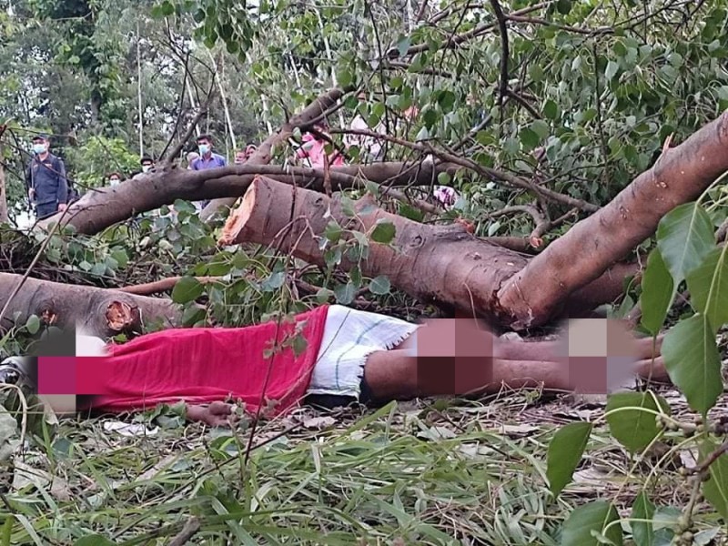 उदयपुरमा जव रुख अचानक ढल्यो, घट्यो डरलाग्दो घटना!