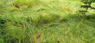 मौसममा गडबडी : खोटाङमा हावाहुरीले सोत्तर भयो  पाक्न लागेको धानवाली