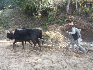युवाजति खाँडीमा वृद्धवृद्धा खेतबारीमा !