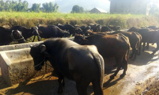 ... अनि एक सयभन्दा बढी भैंसीको डुबेर मृत्यु भयाे