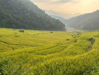 धान खेतीका लागि खोटाङका प्रख्यात ठाउँहरुमा झुल्यो धान ! तस्वीरसहित