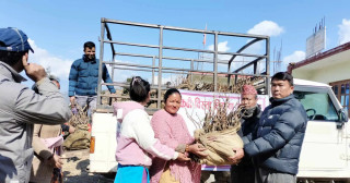 किसानलाई अनुदानमा किबिको बिरुवा वितरण