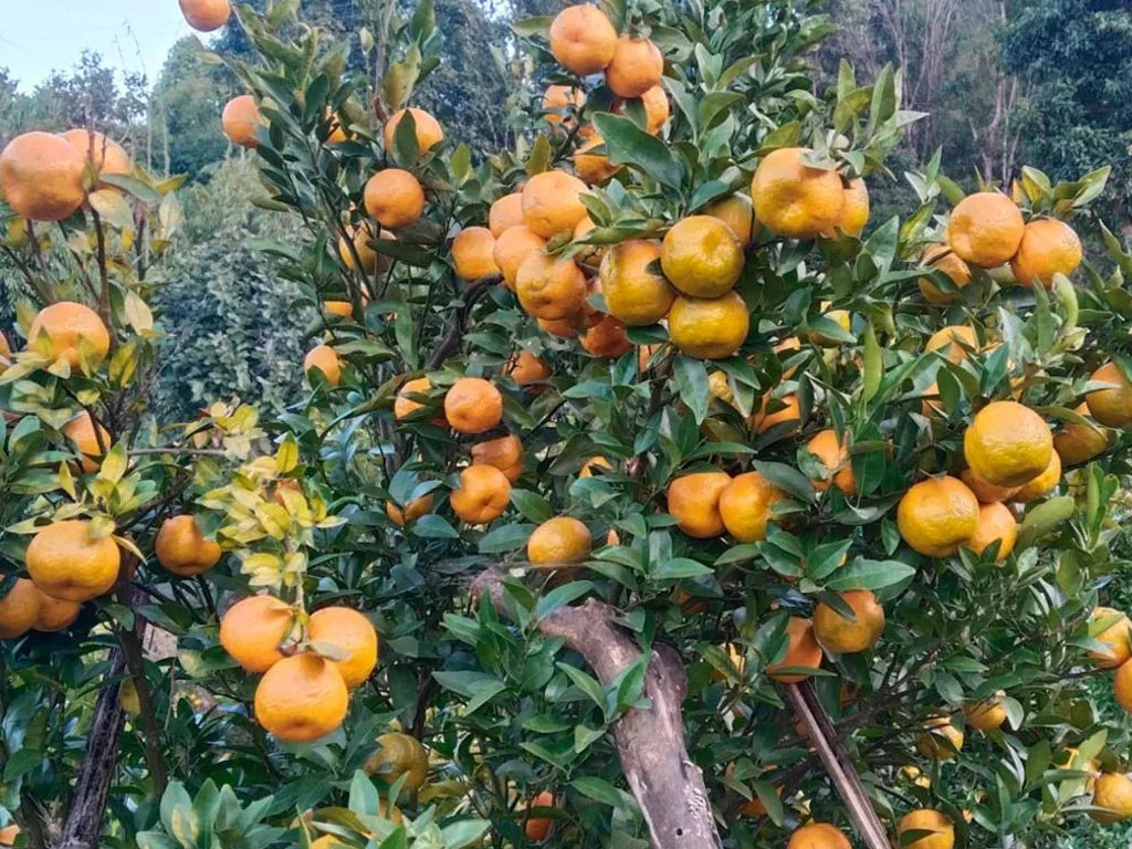 रामेछापको सुन्तलाले बजार पाएन